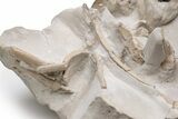 Fossil Oreodont (Merycoidodon) Skull with Associated Bones #232219-10